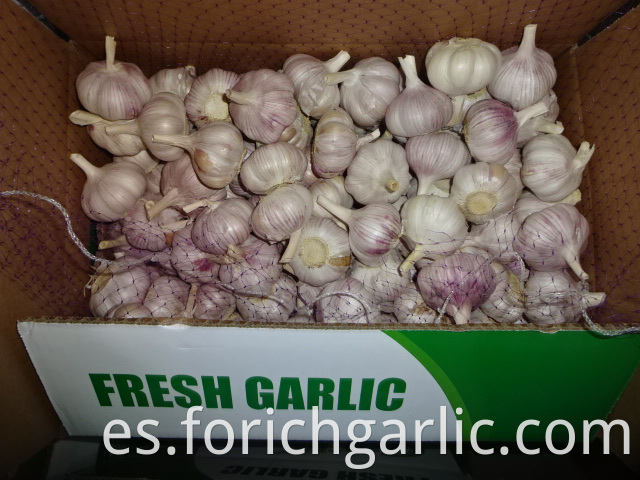 Normal White Garlic Fresh 2019